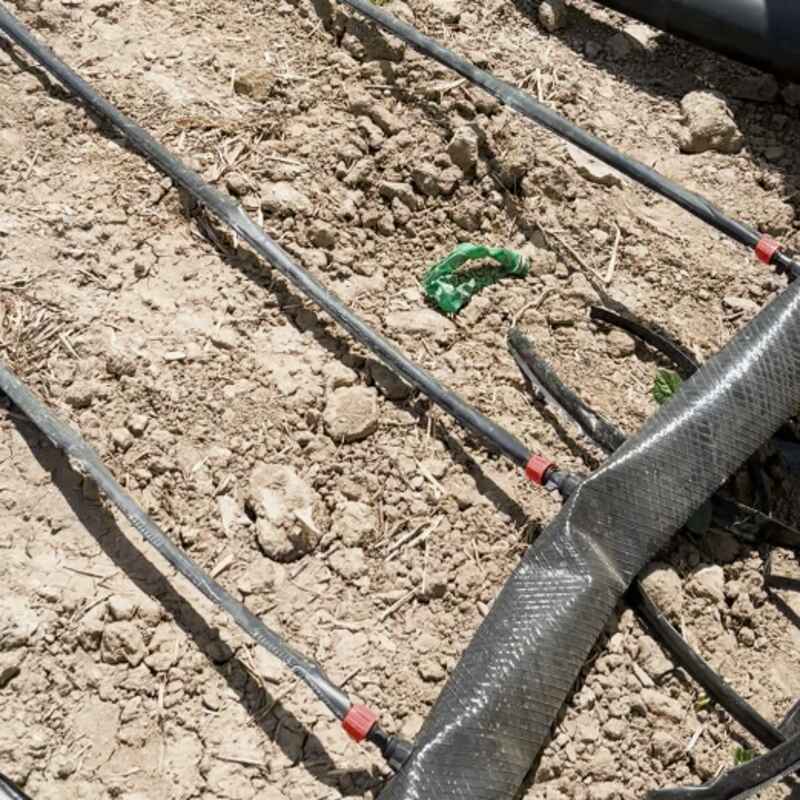 فاصله ردیف های کاشت لوبیا 50 سانت