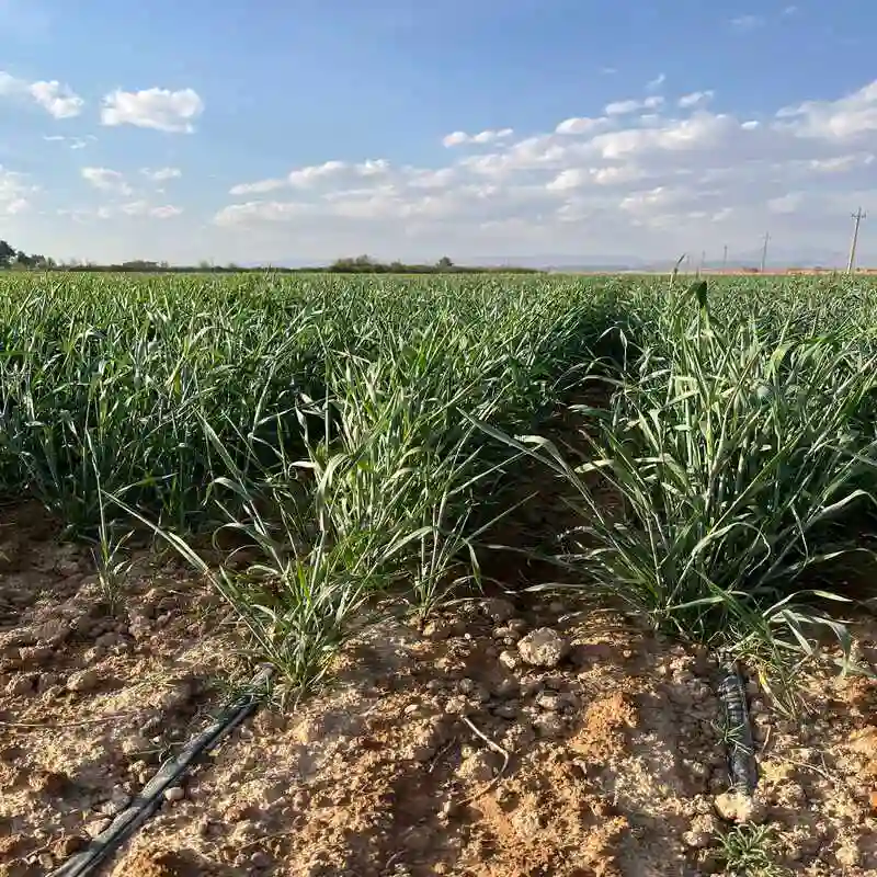 ابیاری گندم با نوار تیپ