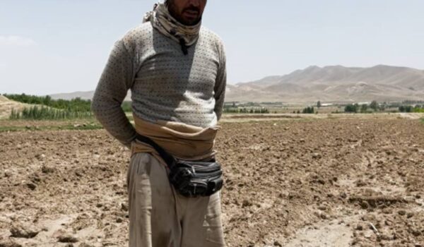 از بین بردن علف هرز