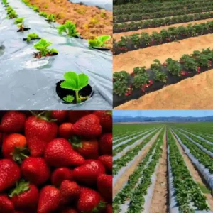 توت فرنگی با پلاستیک مشکی