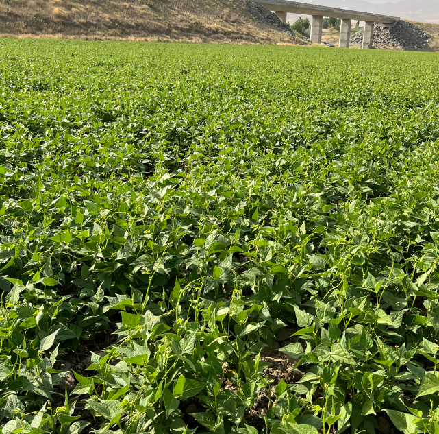 لوبیا کاشته شده با نوار تیپ