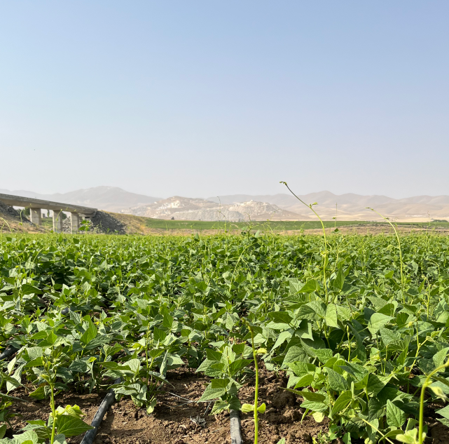 لوبیا کاشته شده با نوار تیپ