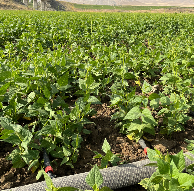 لوبیا کاشته شده با نوار تیپ