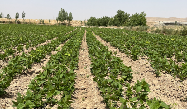 لوبیا کاشته شده با نوار تیپ