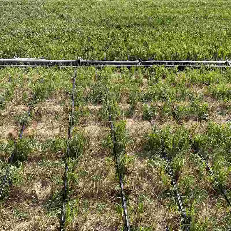 نوار تیپ آبیاری قطره ای