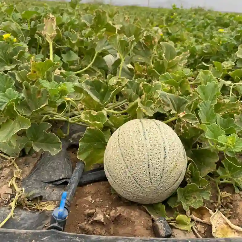 طالبی کاشته شده با نوار تیپ