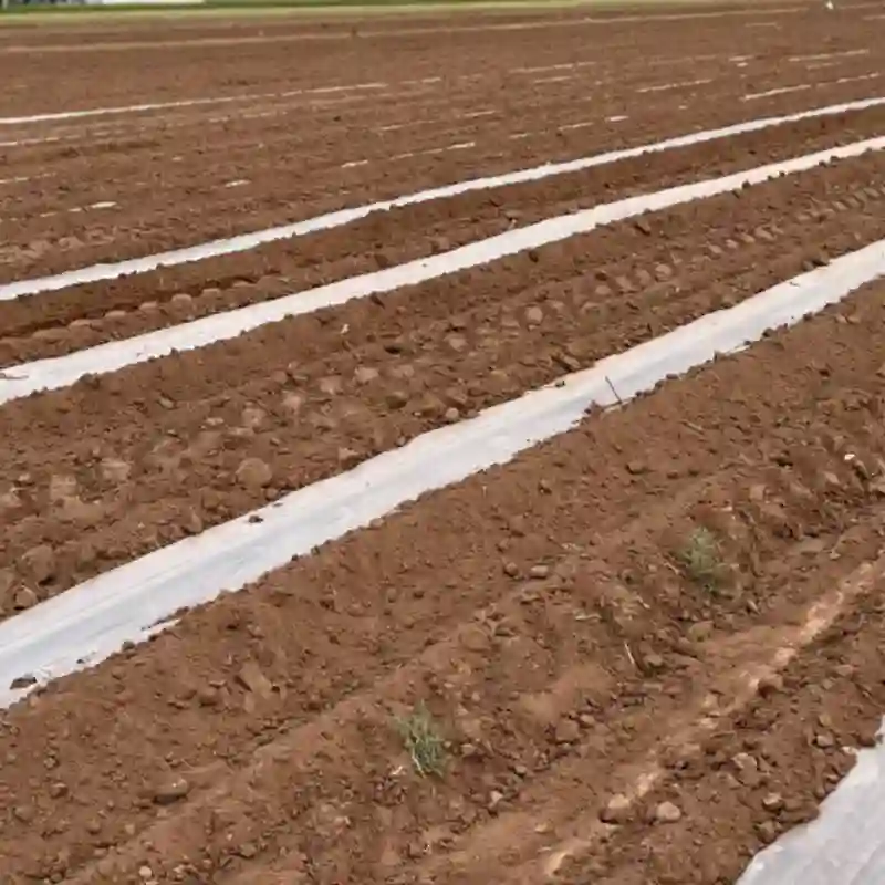 پلاستیک کشاورزی کشیده شده در زمین