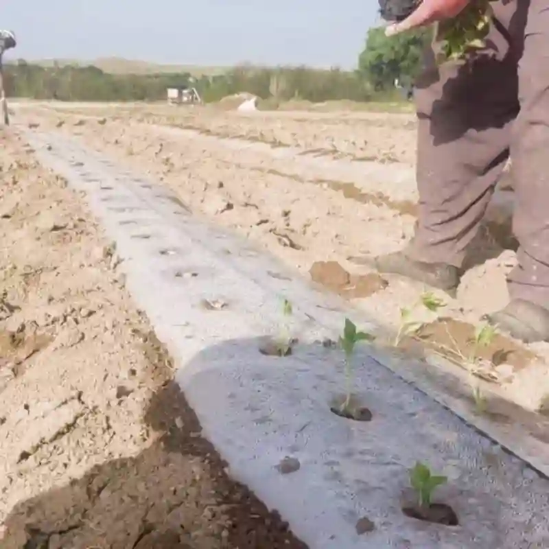 نایلون کاشاورزی برای کشت فلفل