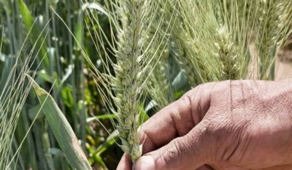 خوشه گندم پر بار