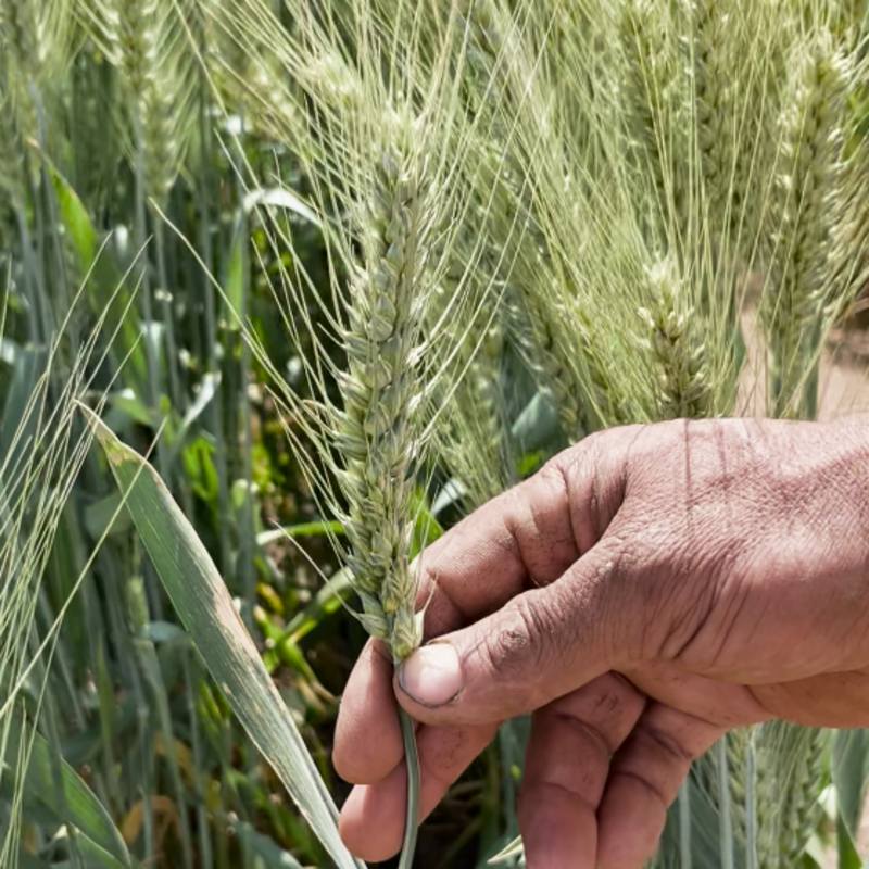 خوشه گندم پر بار