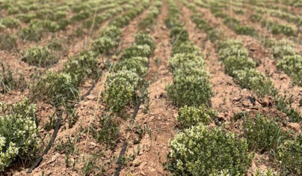 گیاهان دارویی کاشته شده با تیپ