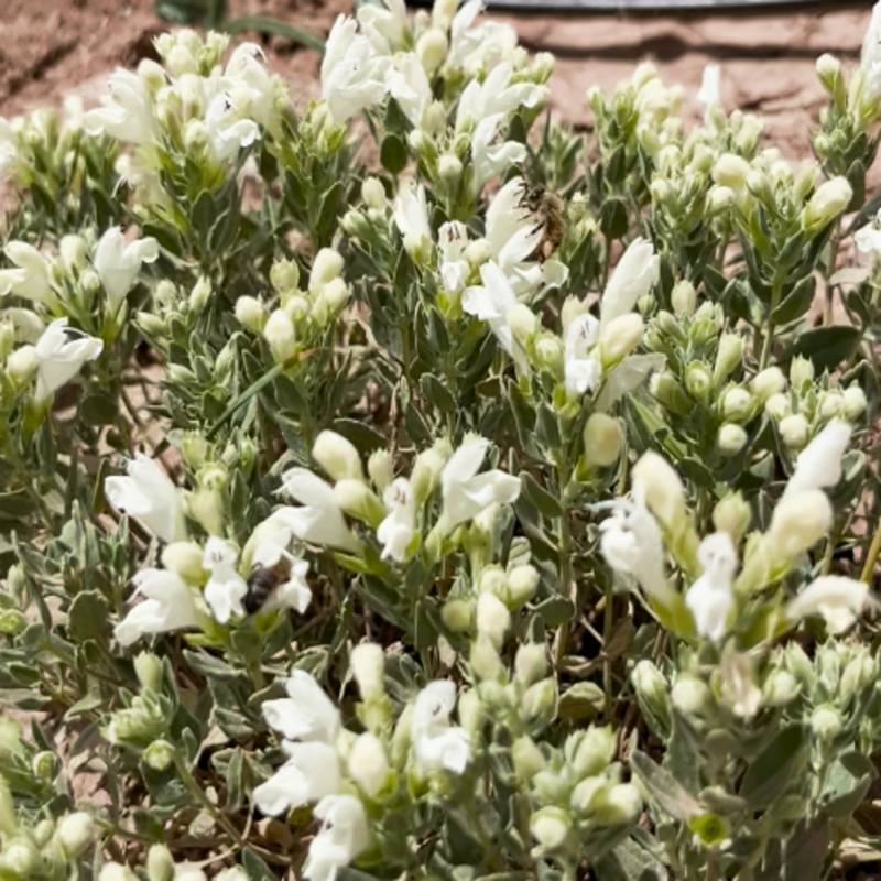 زرین گیاه کاشته شده با نوار تیپ آبیاری