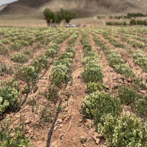 زرین گیاه کاشته شده با نوار تیپ آبیاری به صورت ردیفی