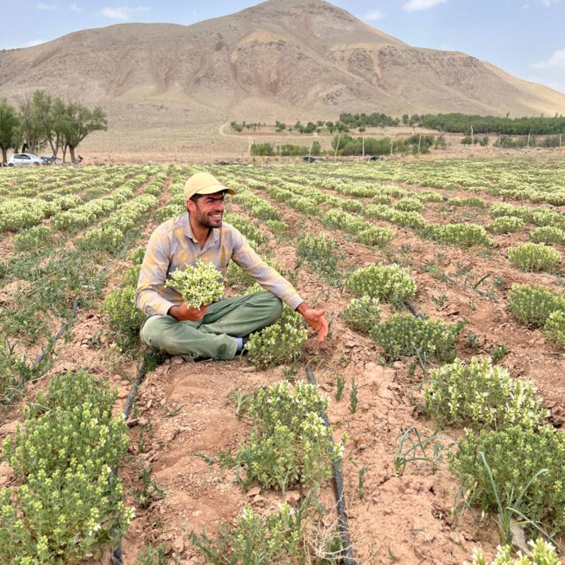 آقای ابیض در کنار مزرعه گیاه دارویی کاشته شده با نوار تیپ