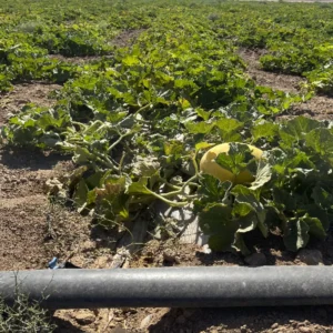 Screenshot-from-2025-09-16-14-53-22-300x300