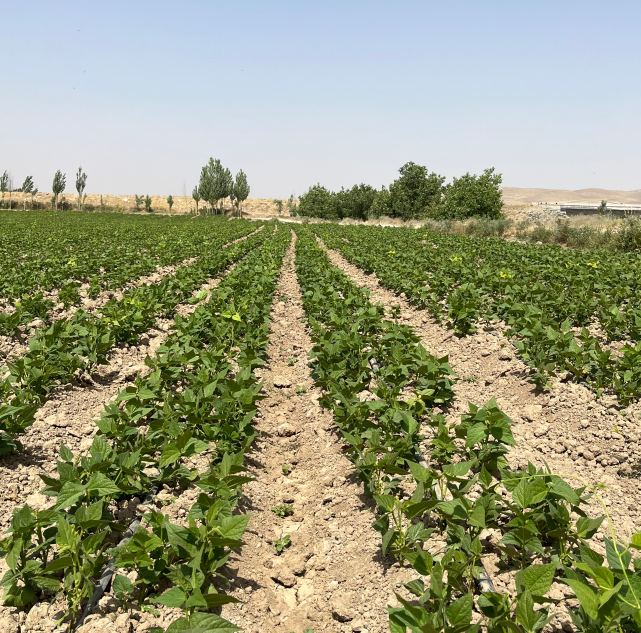 لوبیا کاشته شده با نوار تیپ به صورت ردیفی